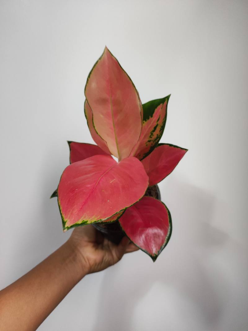 Aglonema China red