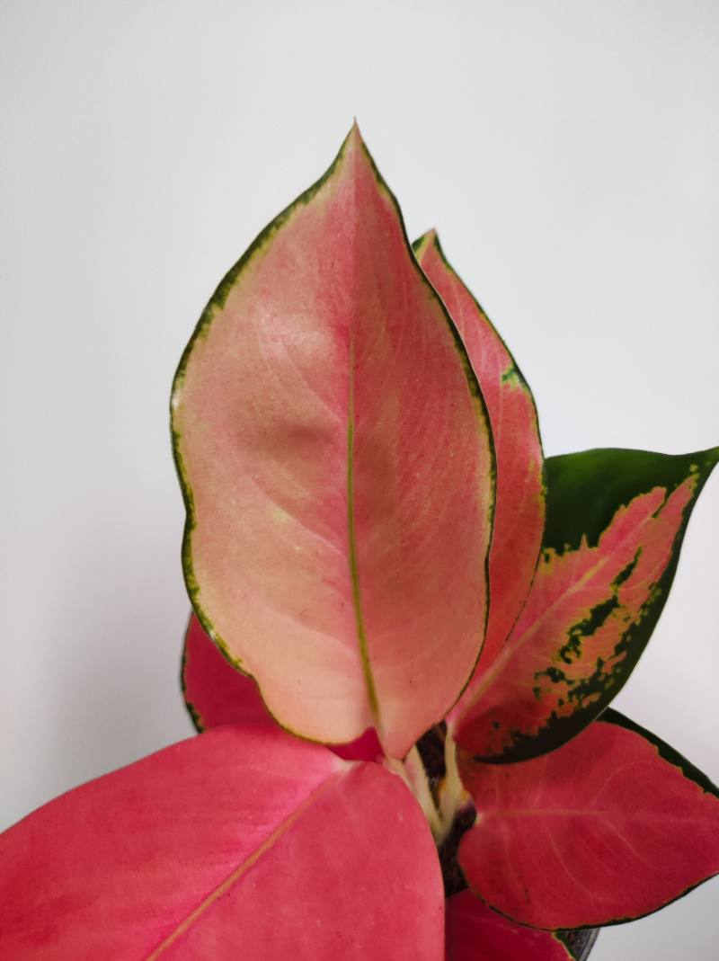 Aglonema China red foto 2