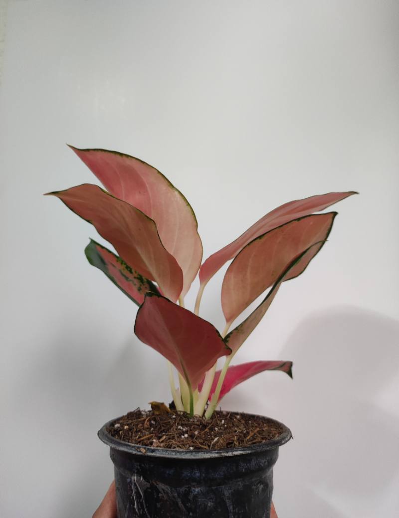 Aglonema China red foto 3