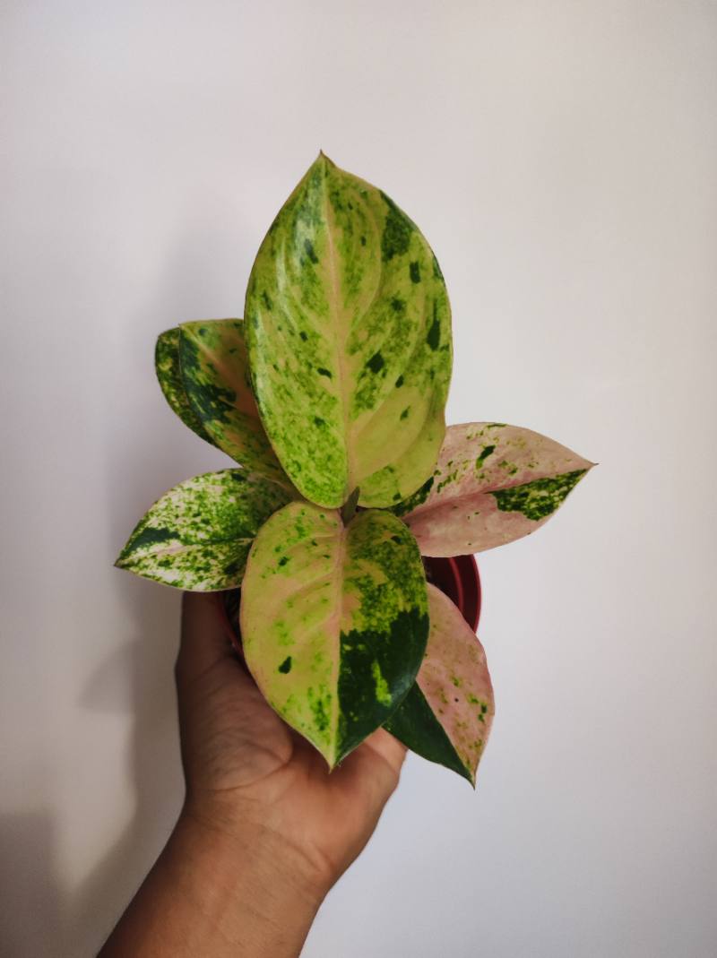 Aglonema Pink Emerald