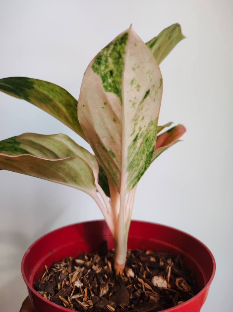 Aglonema Pink Emerald foto 2