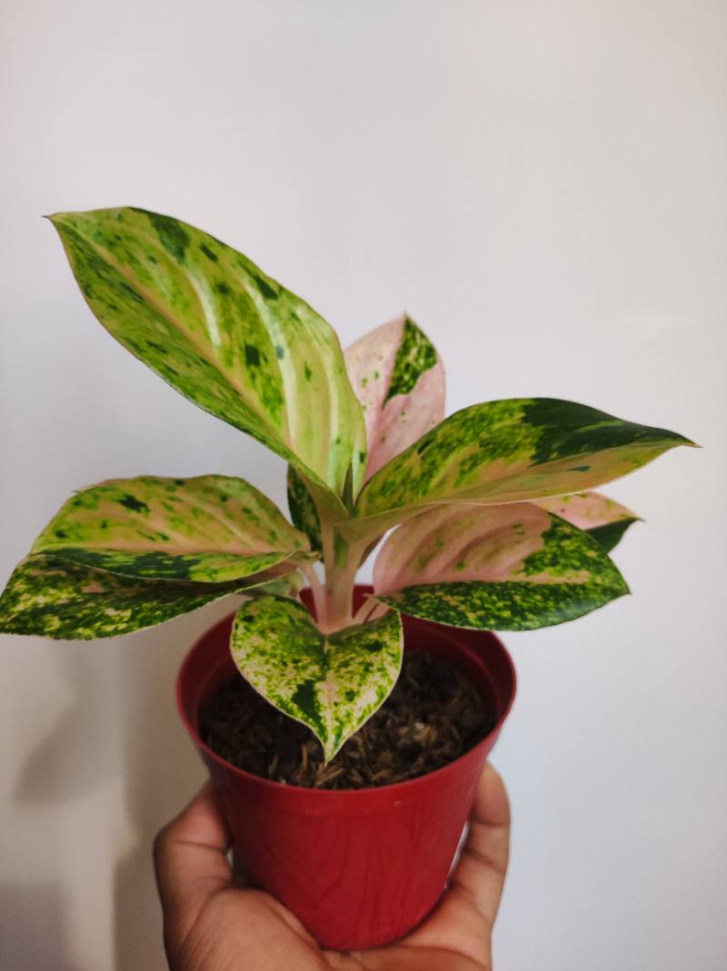 Aglonema Pink Emerald foto 3