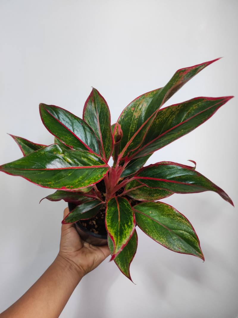 Aglonema Siam Aurora