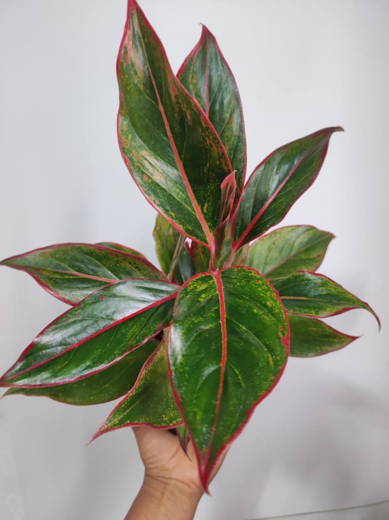 Aglonema Siam Aurora foto 2