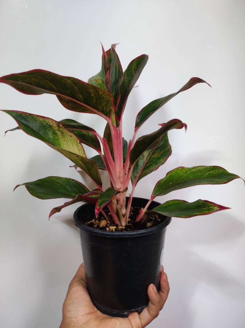Aglonema Siam Aurora foto 3