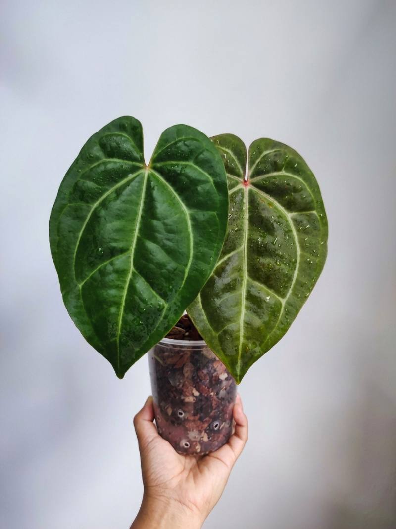 Anthurium Carla x Red Queen