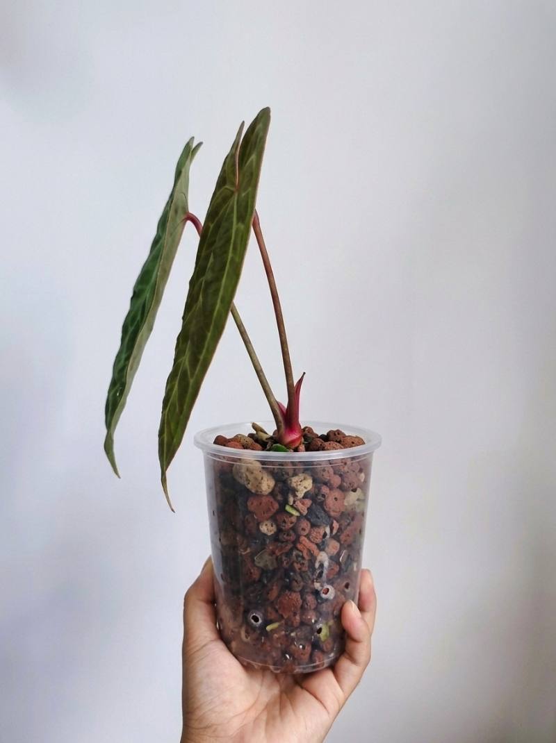 Anthurium Carla x Red Queen foto 2