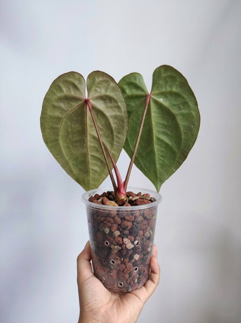 Anthurium Carla x Red Queen foto 3