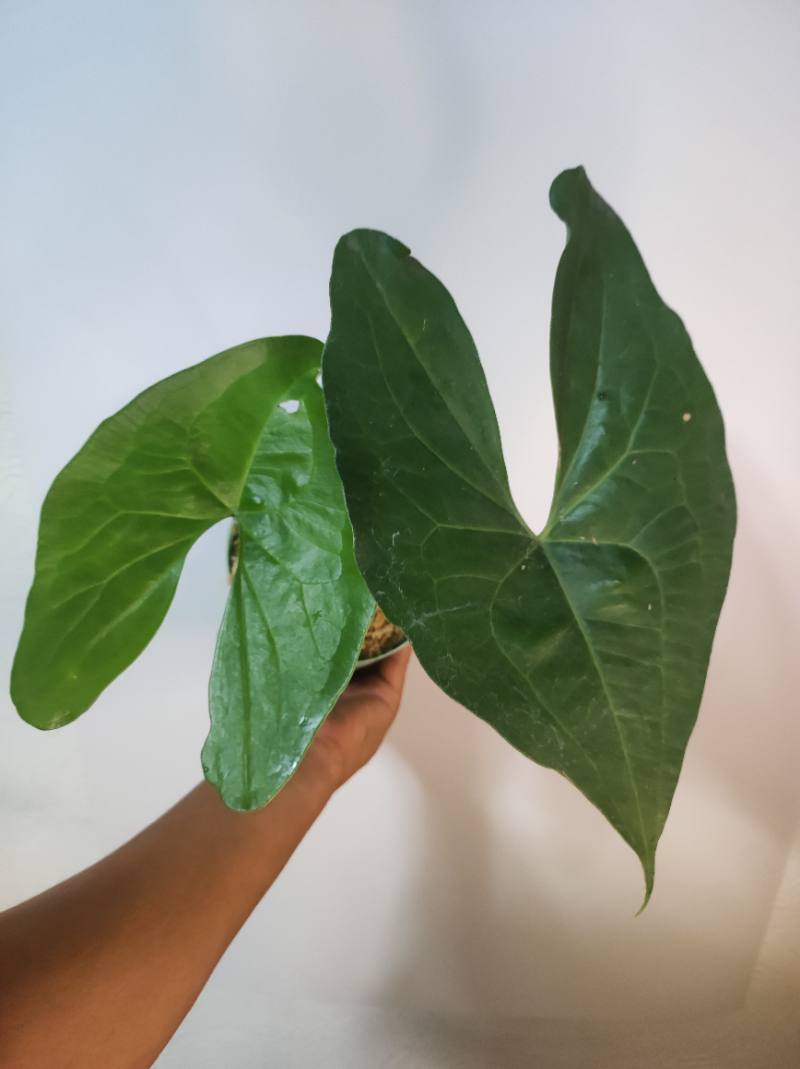 Anthurium Diabloense