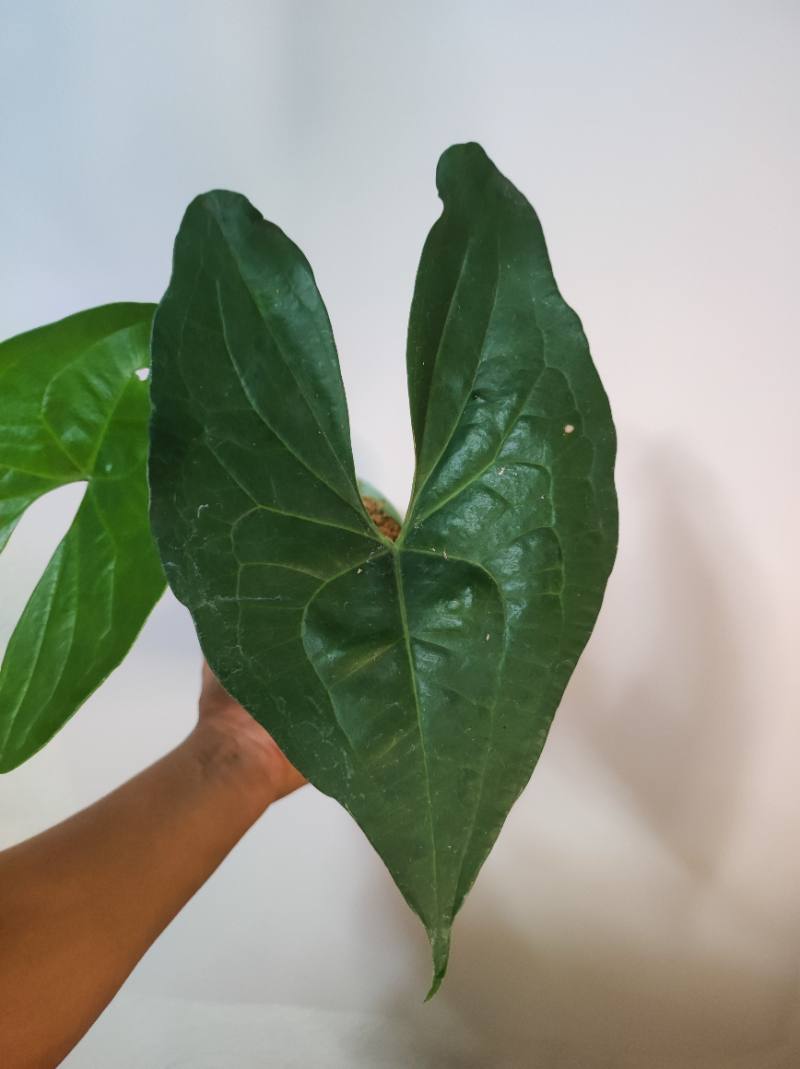 Anthurium Diabloense foto 2