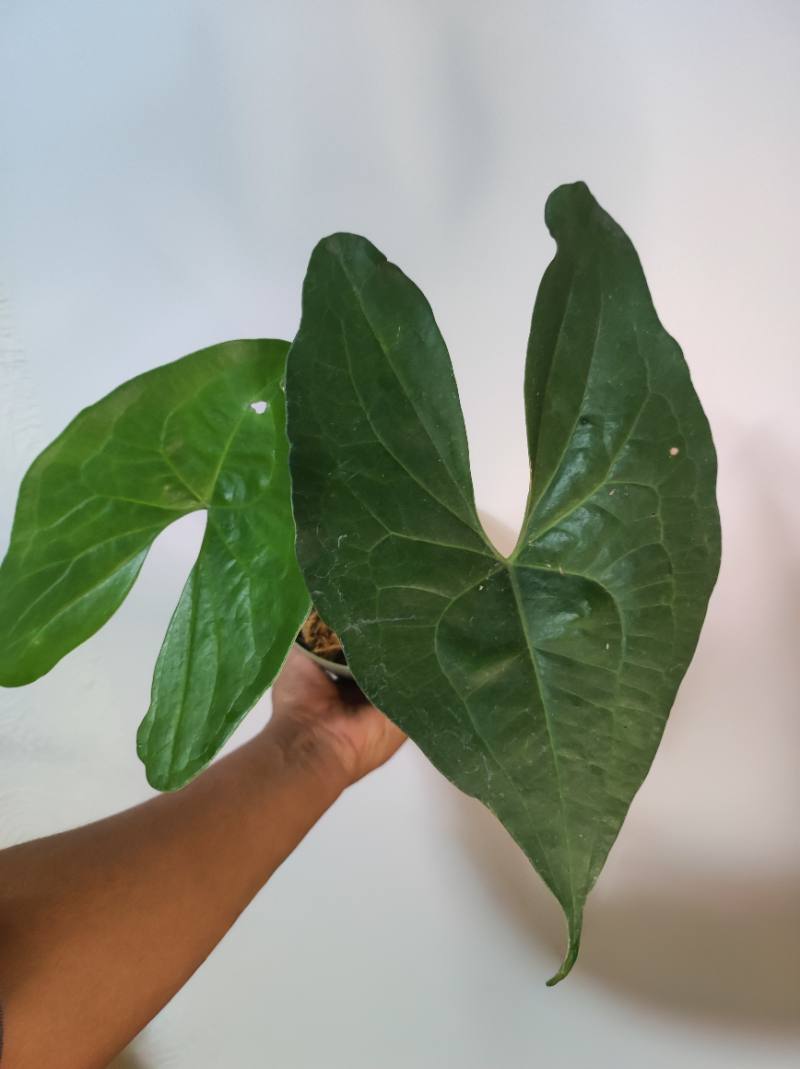 Anthurium Diabloense foto 3