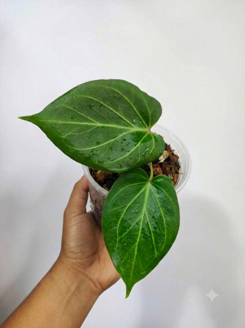 Anthurium king of spades