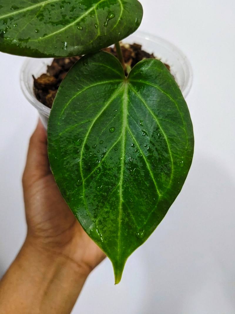 Anthurium king of spades foto 2