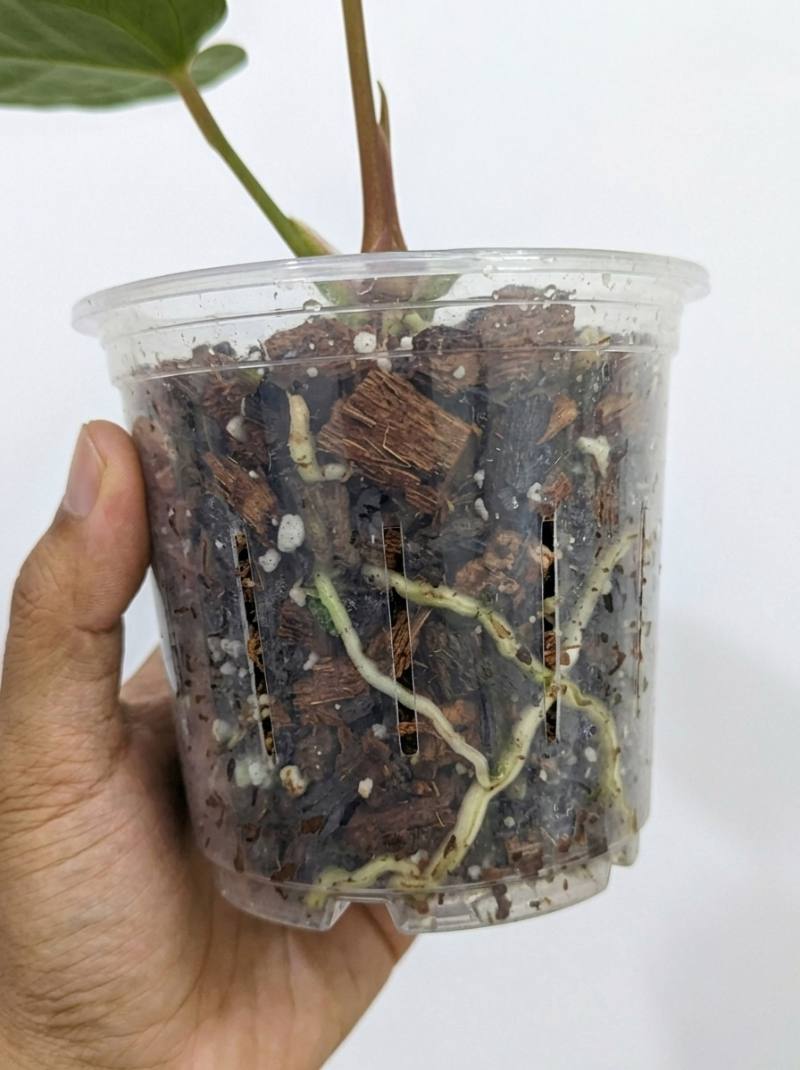 Anthurium king of spades foto 3