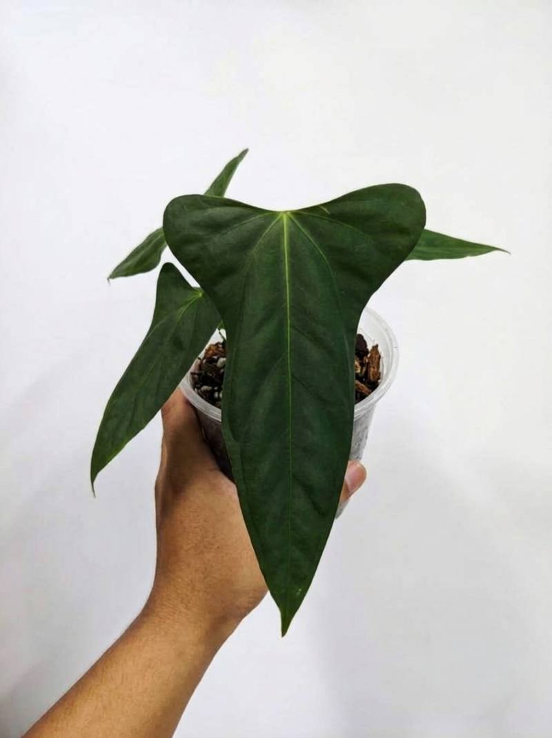 Anthurium Portillae