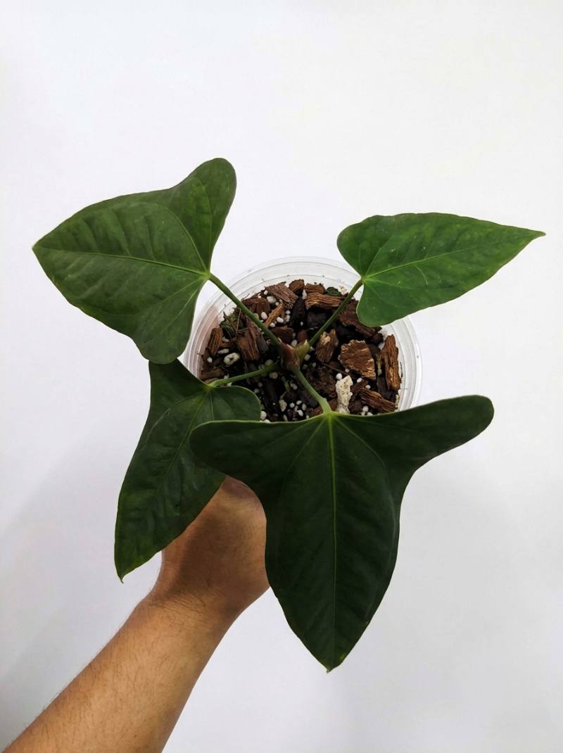 Anthurium Portillae foto 2
