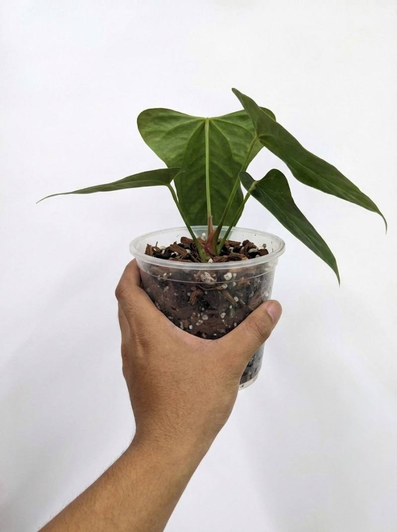 Anthurium Portillae foto 3