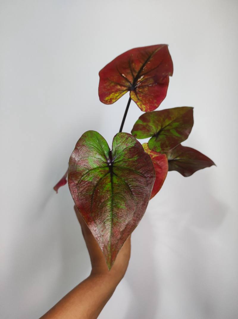 Caladium