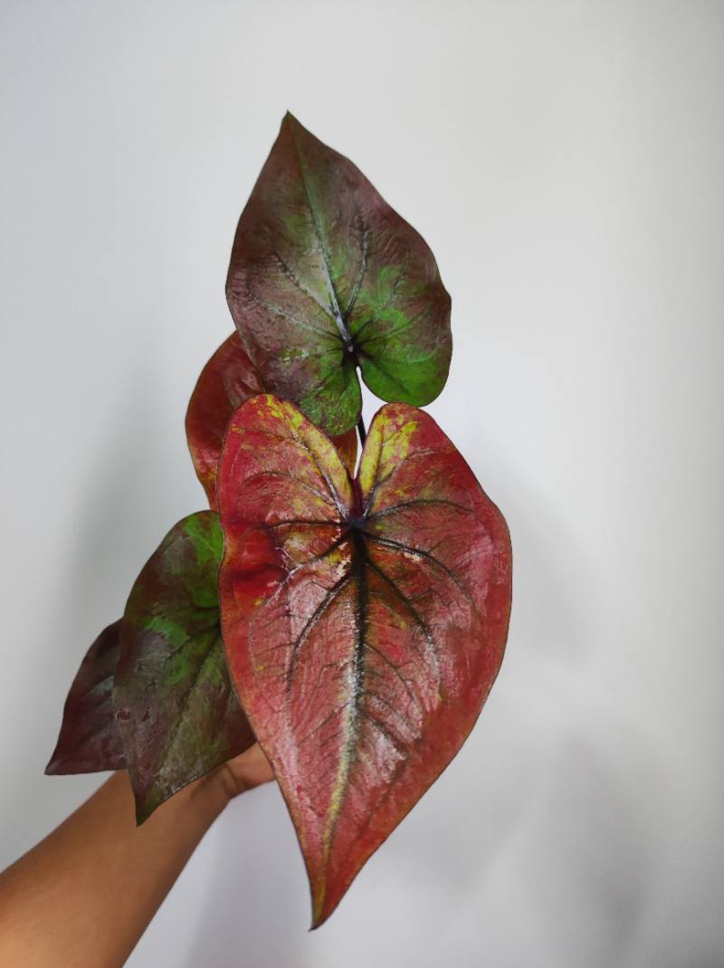 Caladium foto 2