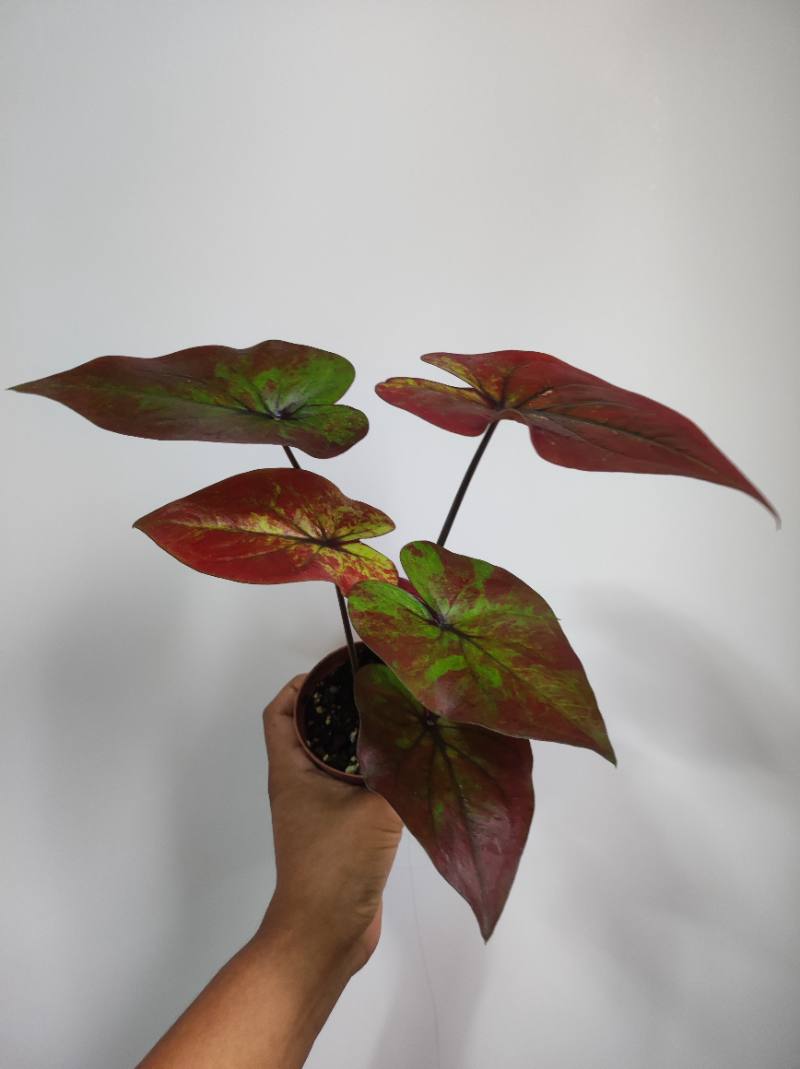 Caladium foto 3