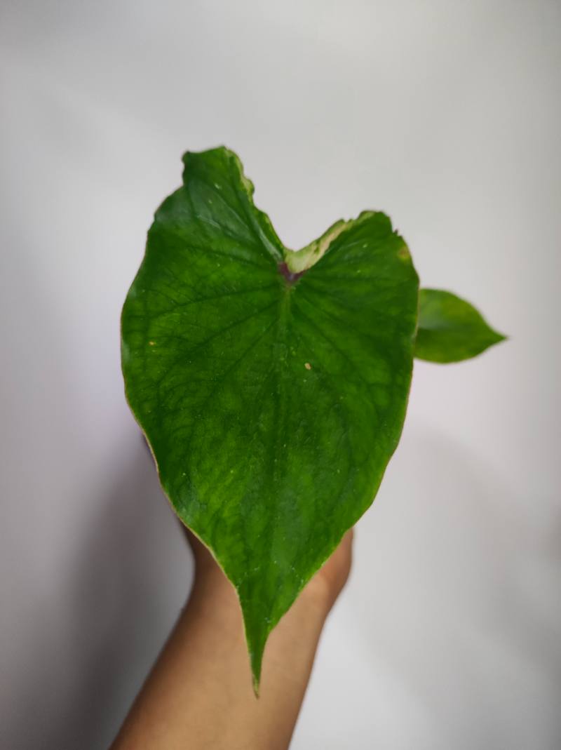 Caladium Bicolor