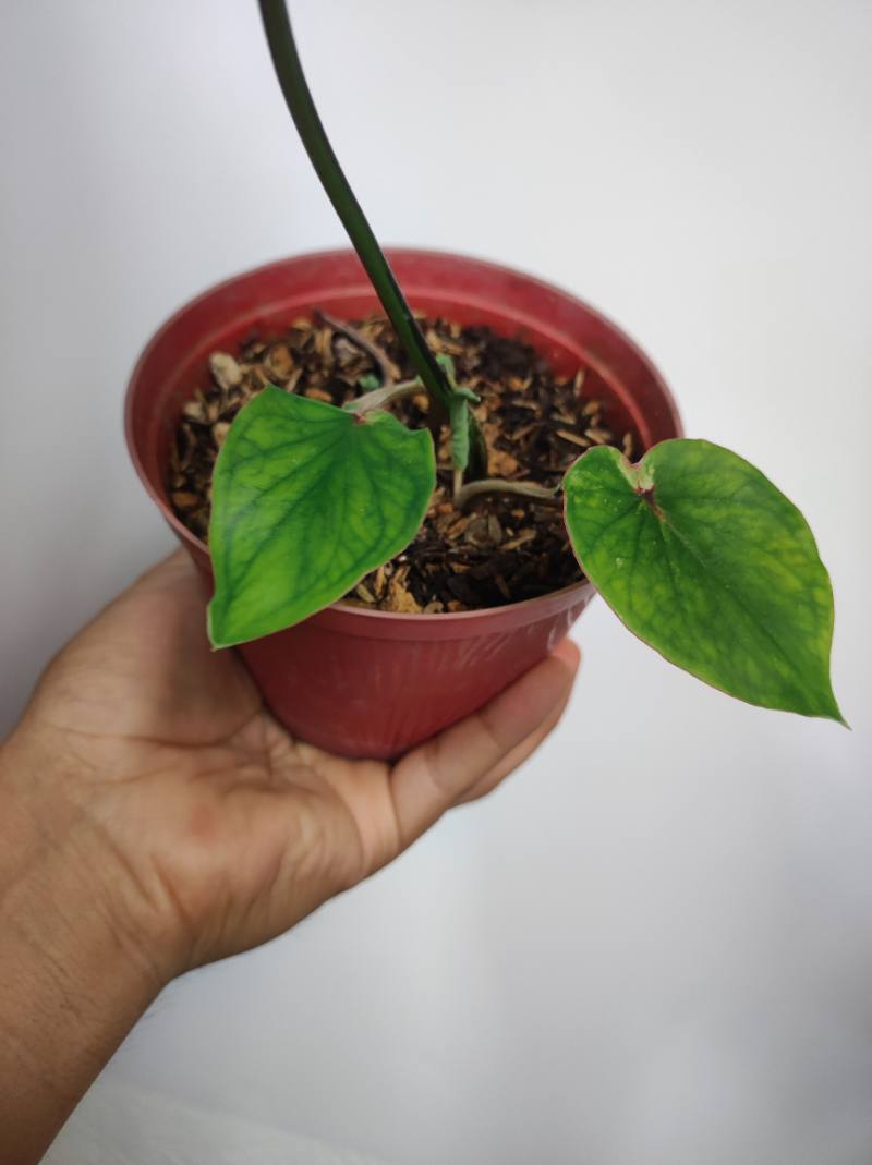 Caladium Bicolor foto 2