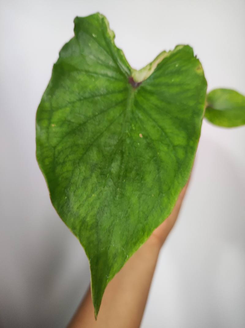 Caladium Bicolor foto 3