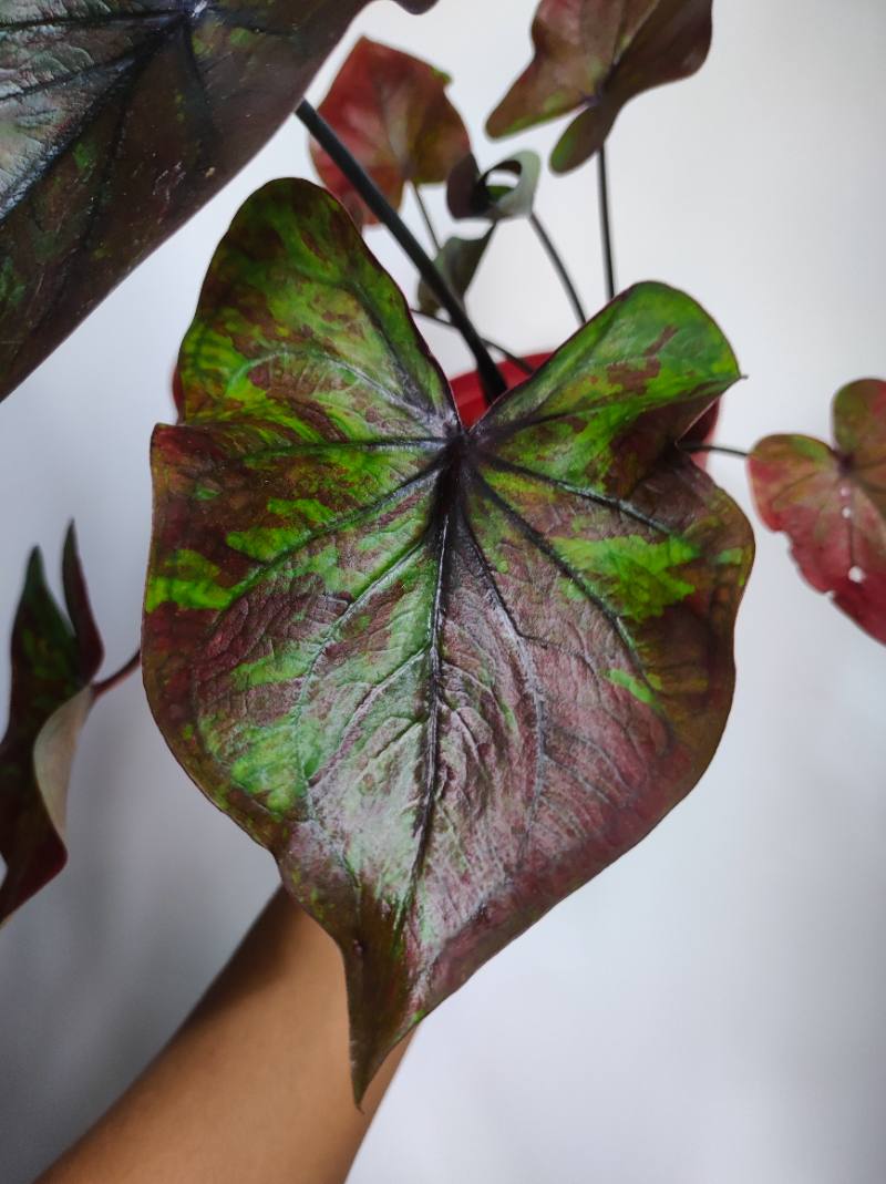 Caladium Bicolor oscuro