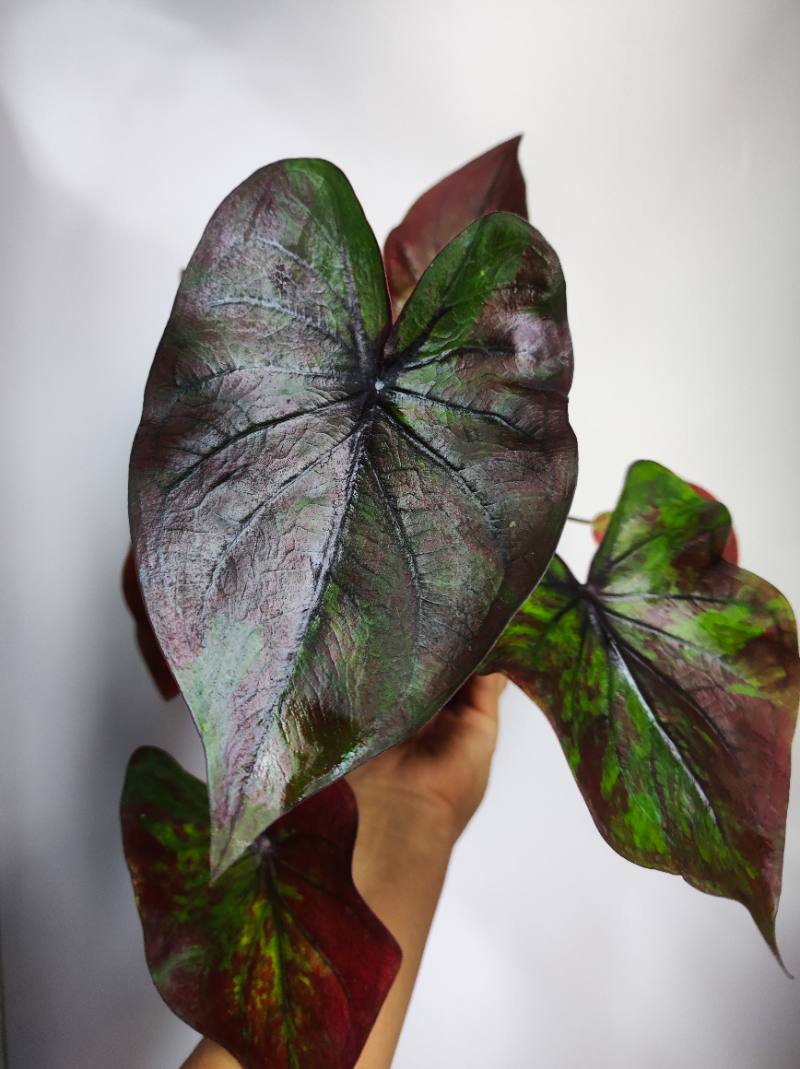 Caladium Bicolor oscuro foto 2