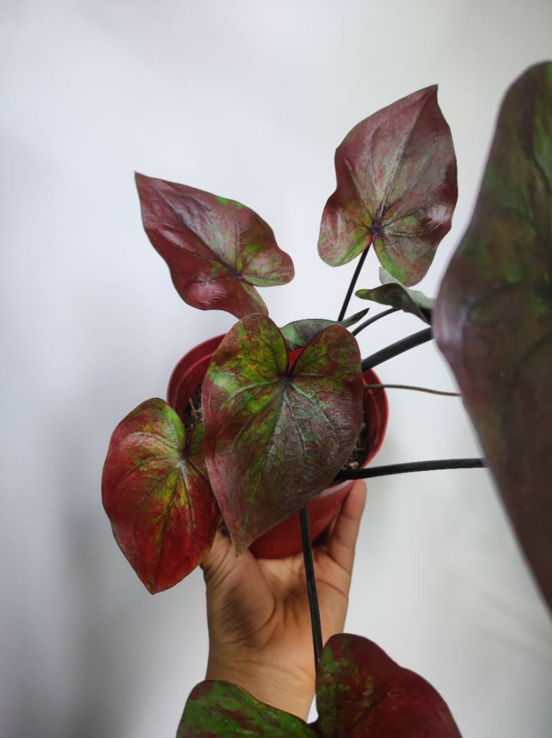Caladium Bicolor oscuro foto 3