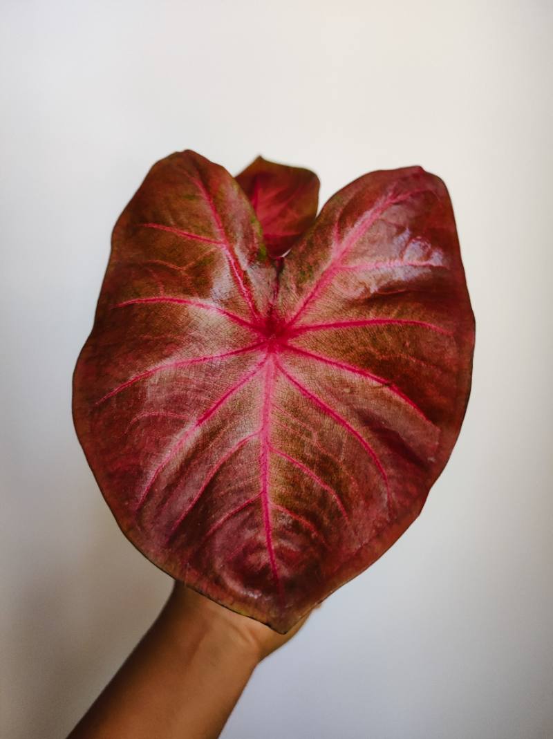 Caladium Bicolor