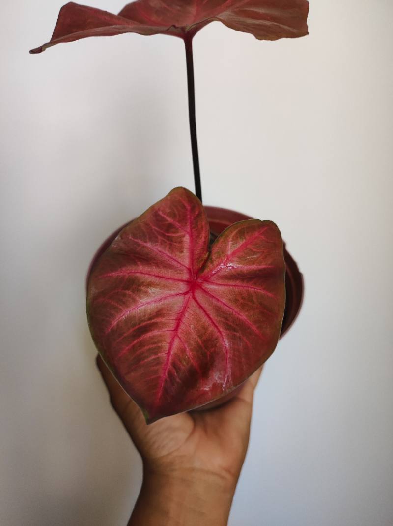 Caladium Bicolor foto 2
