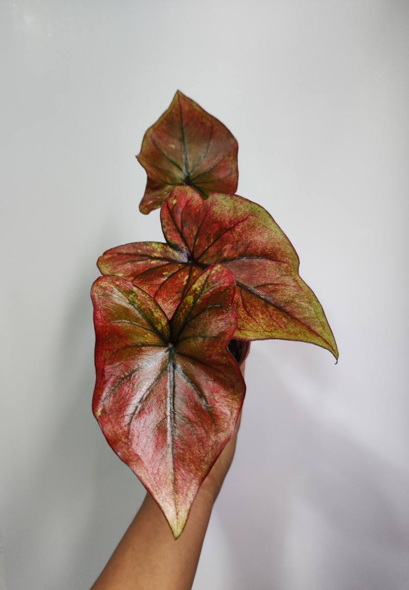 Caladium bicolor verde, negro y rojo.