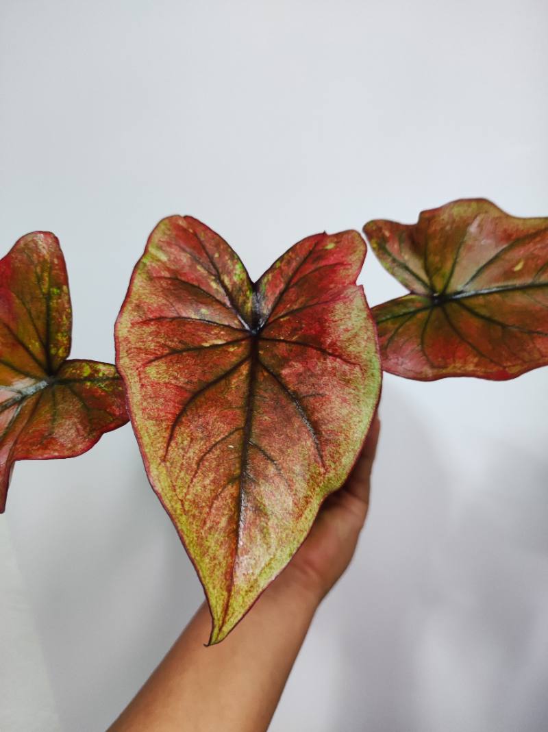 Caladium bicolor verde, negro y rojo. foto 2