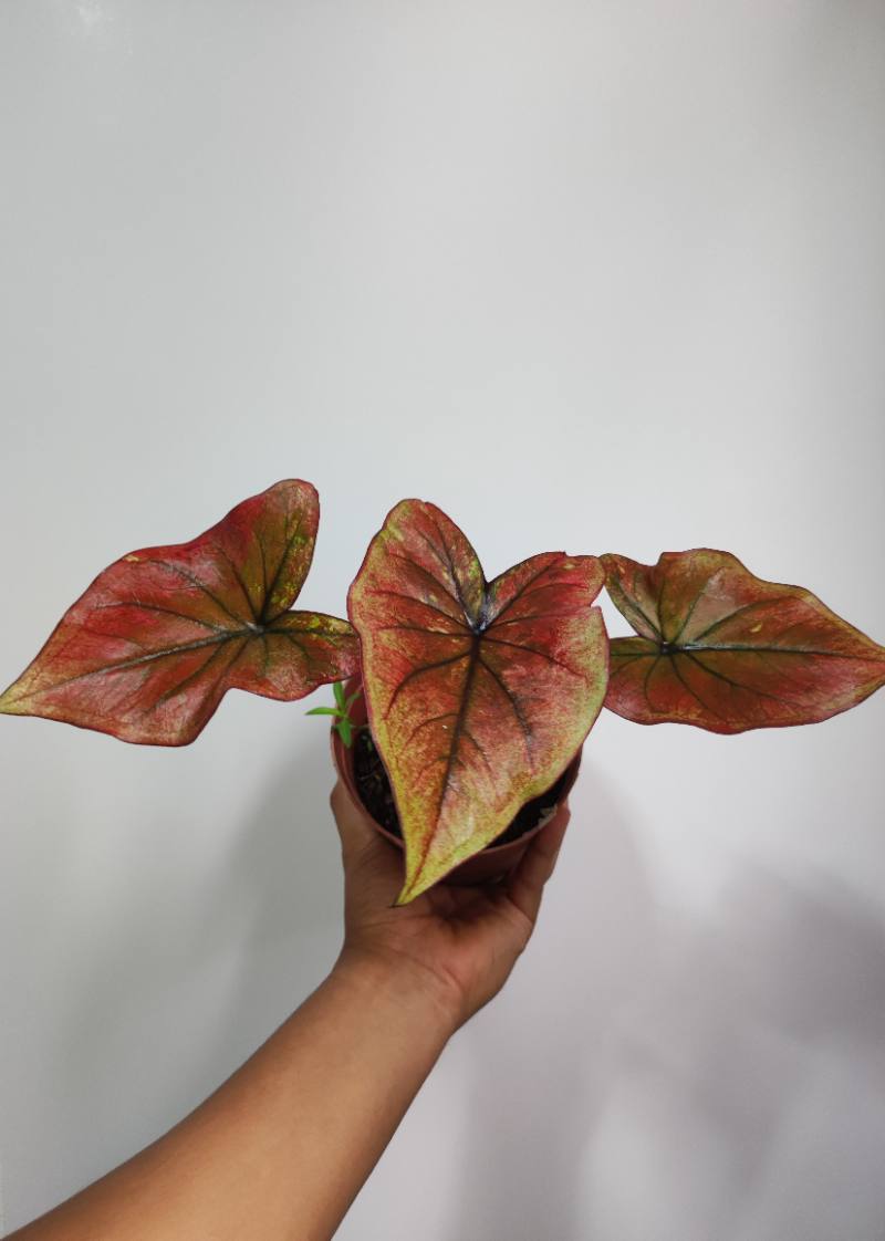 Caladium bicolor verde, negro y rojo. foto 3