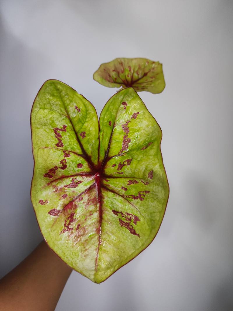 Caladium cuatro colores