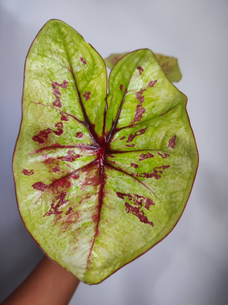 Caladium cuatro colores foto 3