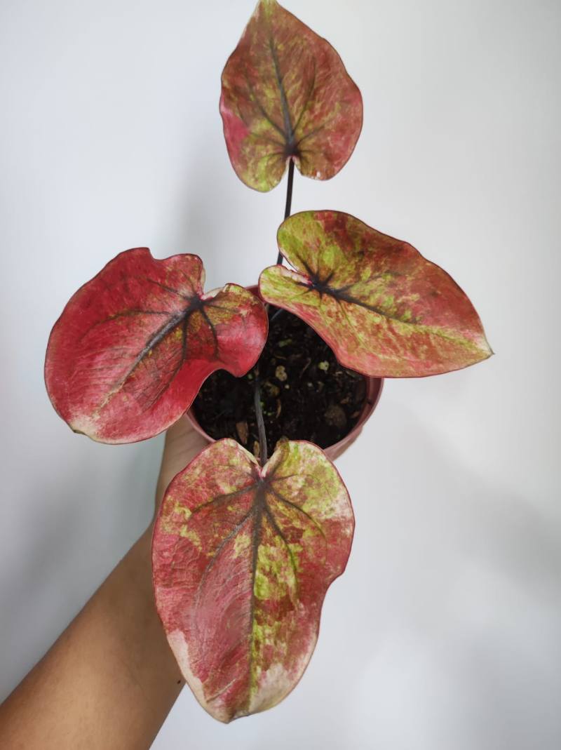 Caladium Indonesia