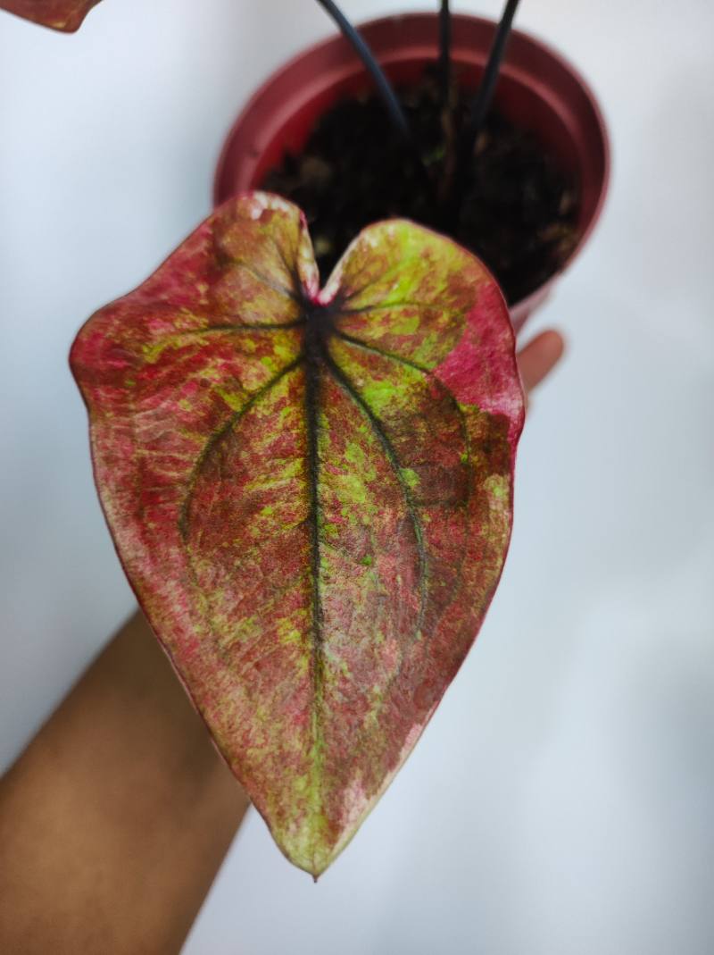 Caladium Indonesia foto 2