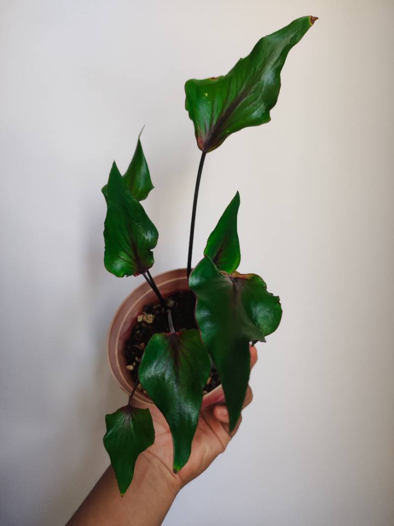 Caladium Stapre tricolor