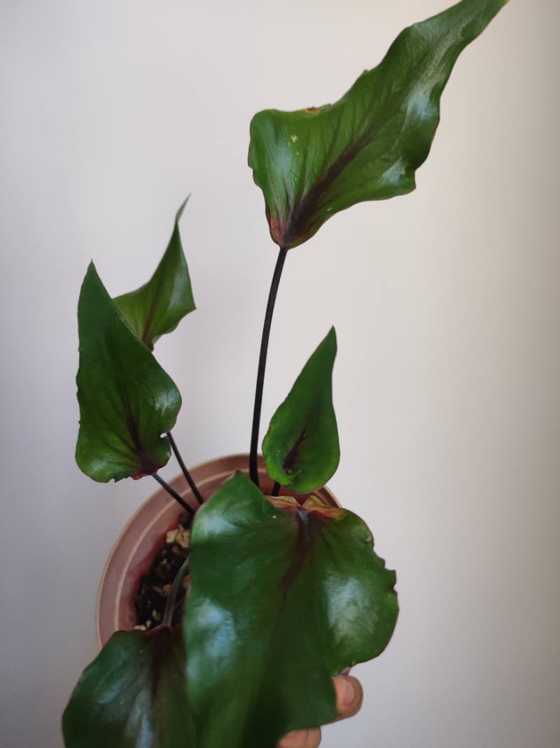 Caladium Stapre tricolor foto 2