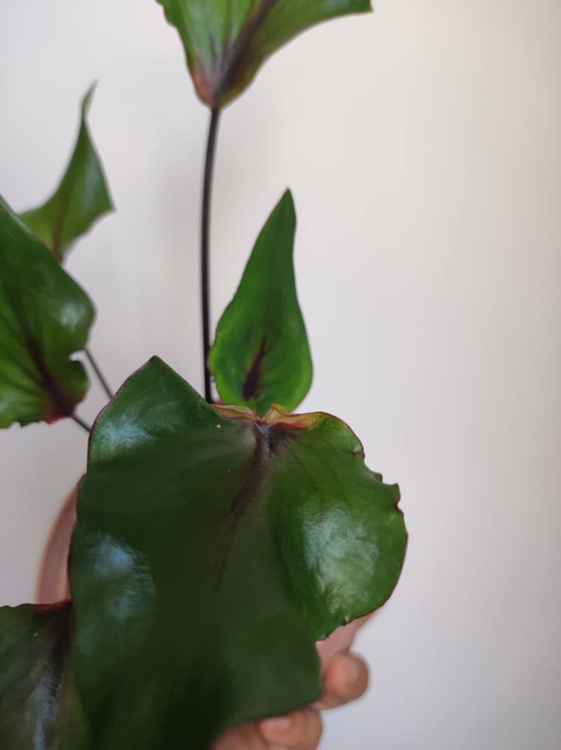 Caladium Stapre tricolor foto 3