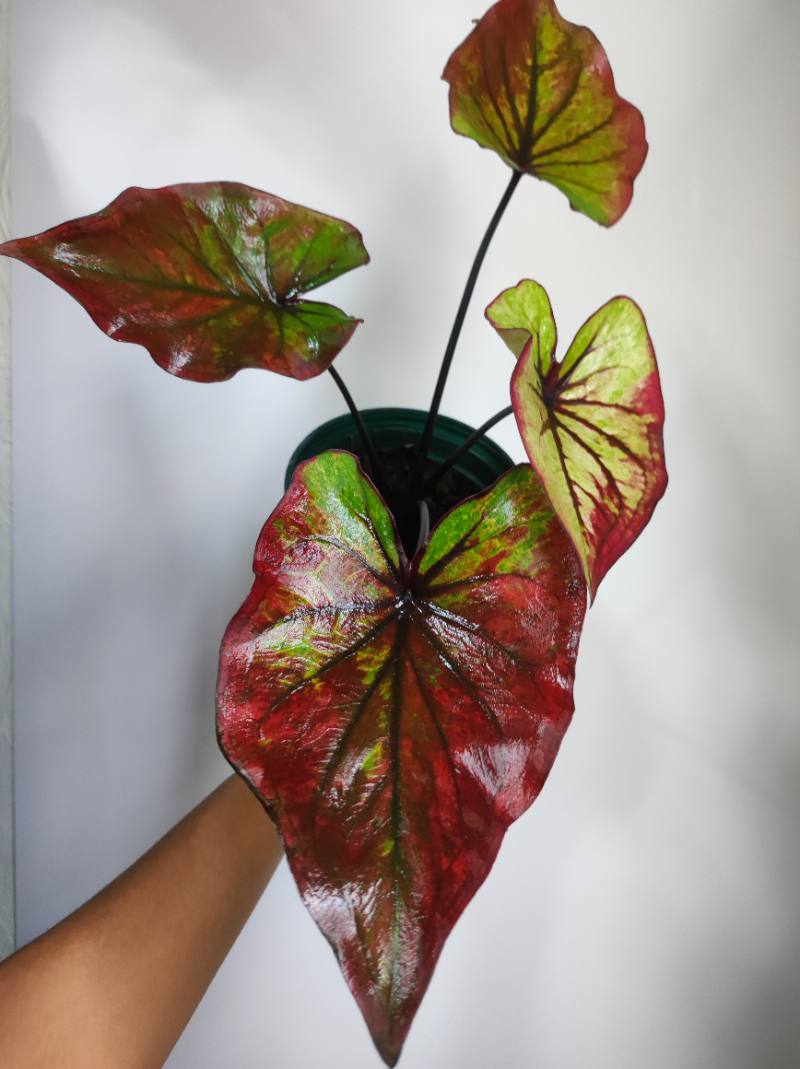 Caladium tricolor