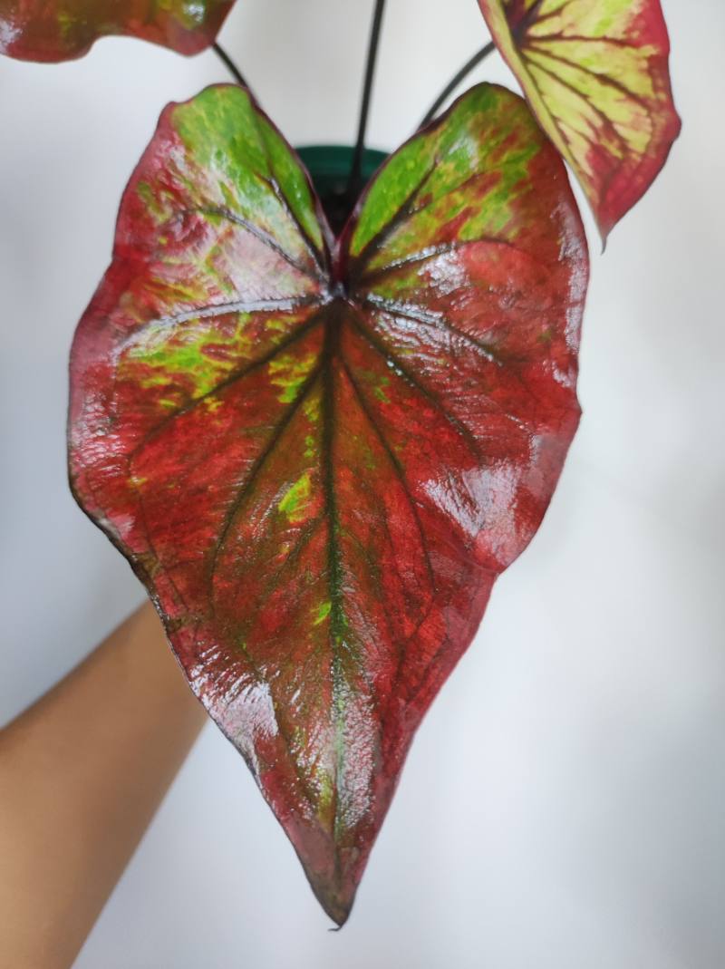Caladium tricolor foto 2