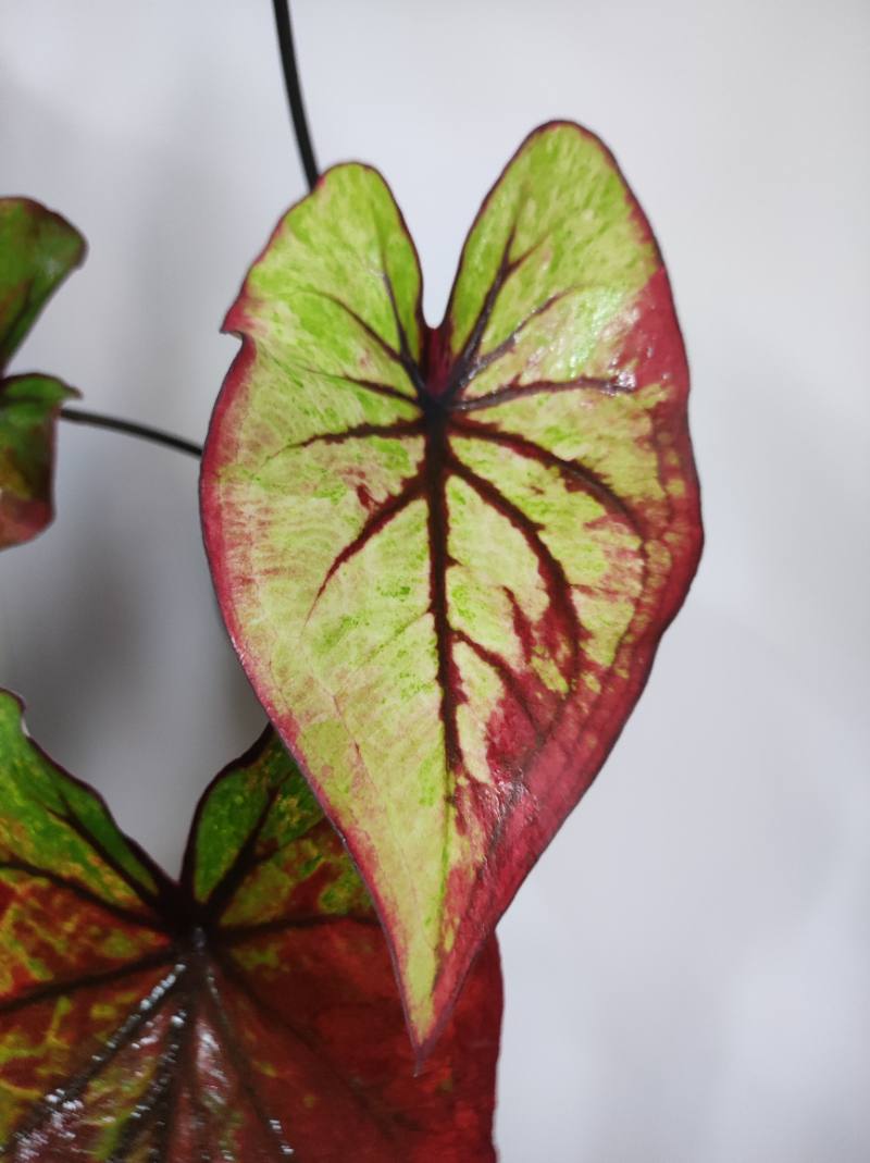 Caladium tricolor foto 3