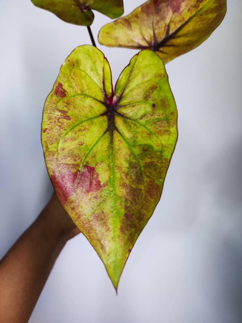 Caladium Tricolor