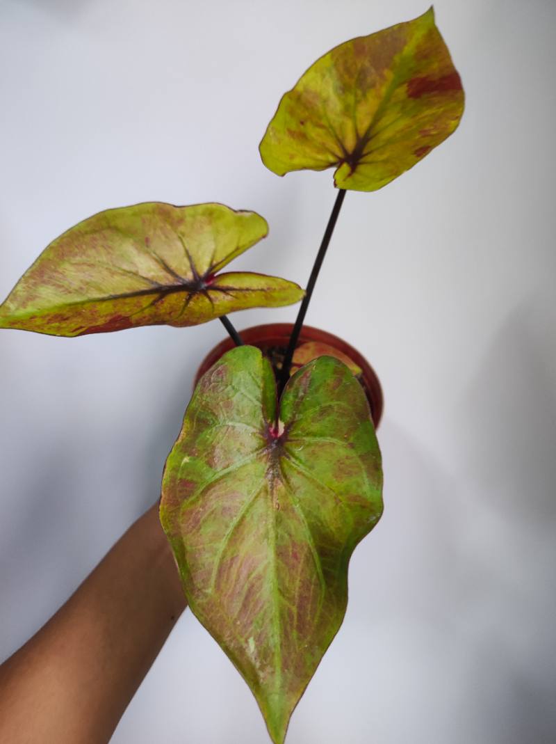 Caladium Tricolor foto 2