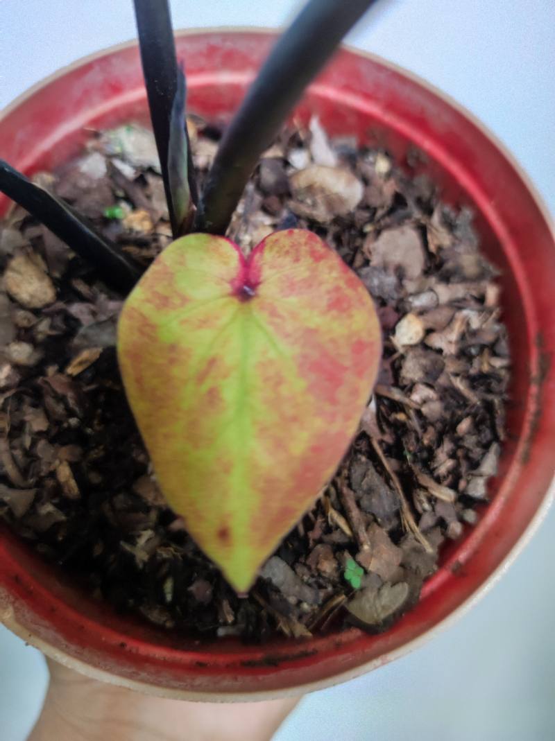 Caladium Tricolor foto 3