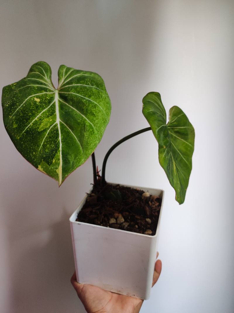 Gloriosum tricolor