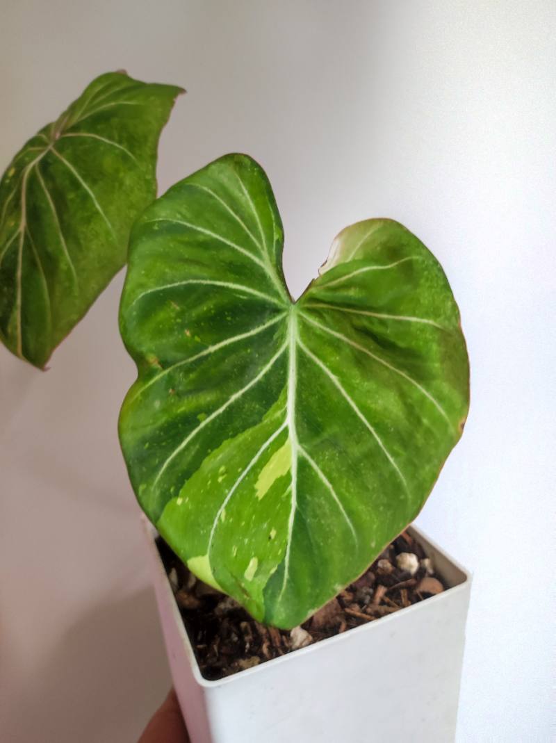 Gloriosum tricolor foto 2